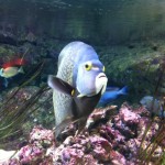 aquarium de paris poisson