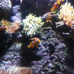 némo aquarium de paris