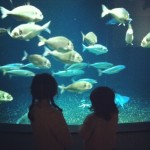 aquarium de paris avec les minis